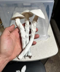 White Albino Avery Mushrooms