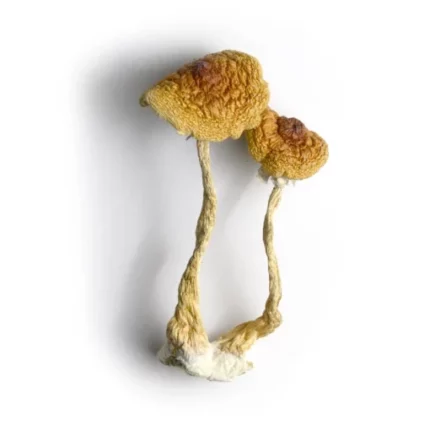 Brazilian Magic Mushrooms