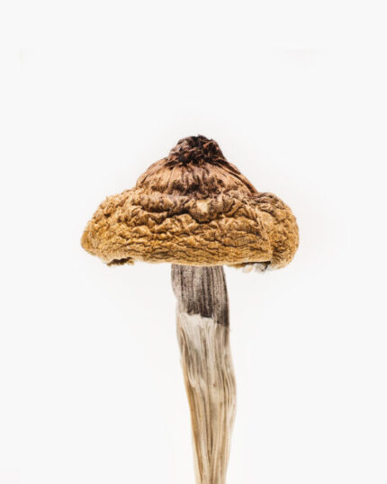 B+ magic mushroom