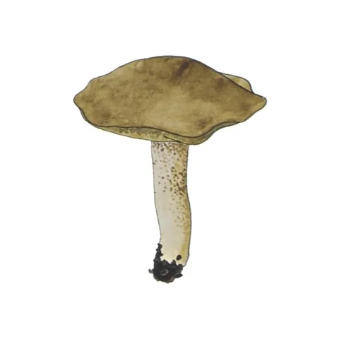 Suillus Granulatus Mushroom