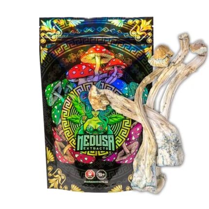 Ecuador magic mushroom Ecuadorian Psilocybe Cubensis