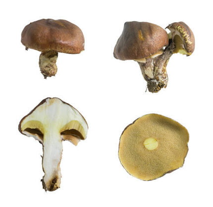 Suillus Granulatus Mushroom