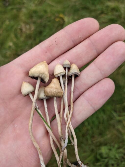 Liberty caps dosage magic mushrooms