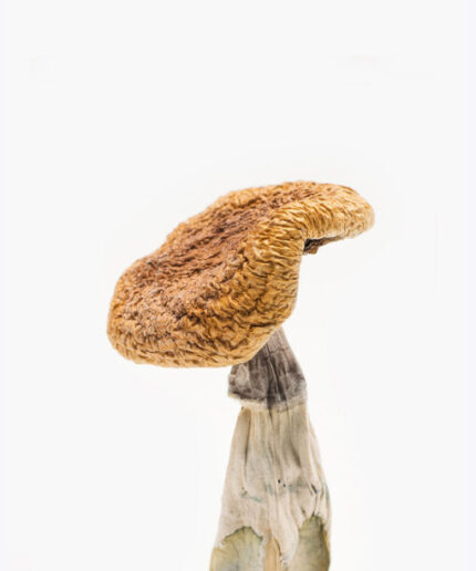 Golden Teachers Magic Mushrooms