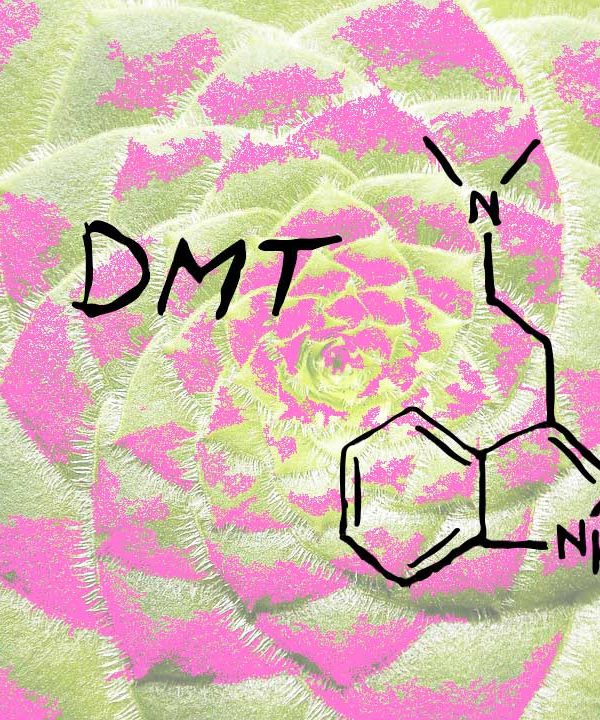 dmt-containing-plants